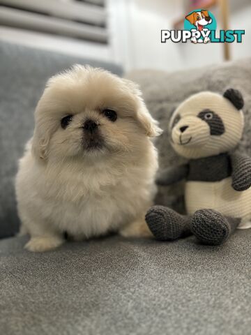 Pekingese puppies