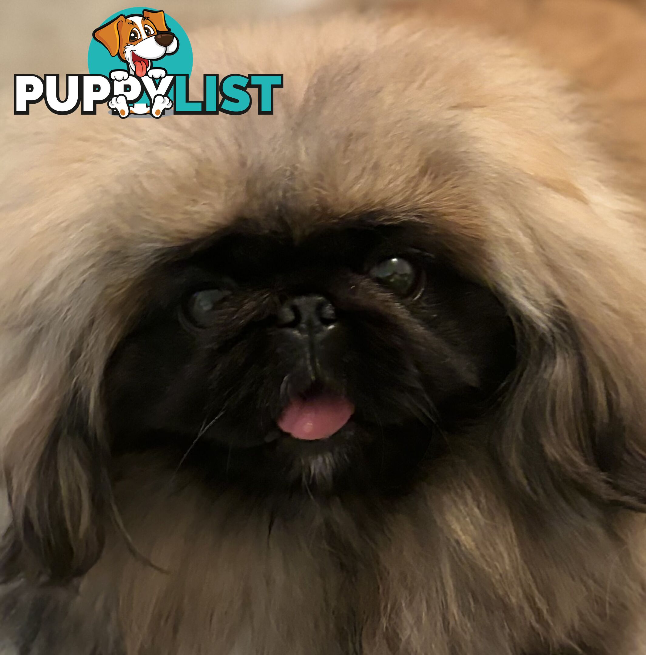 Pekingese puppies