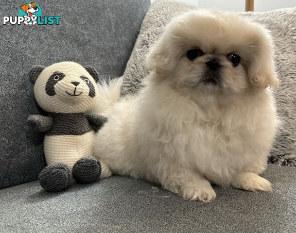 Pekingese puppies