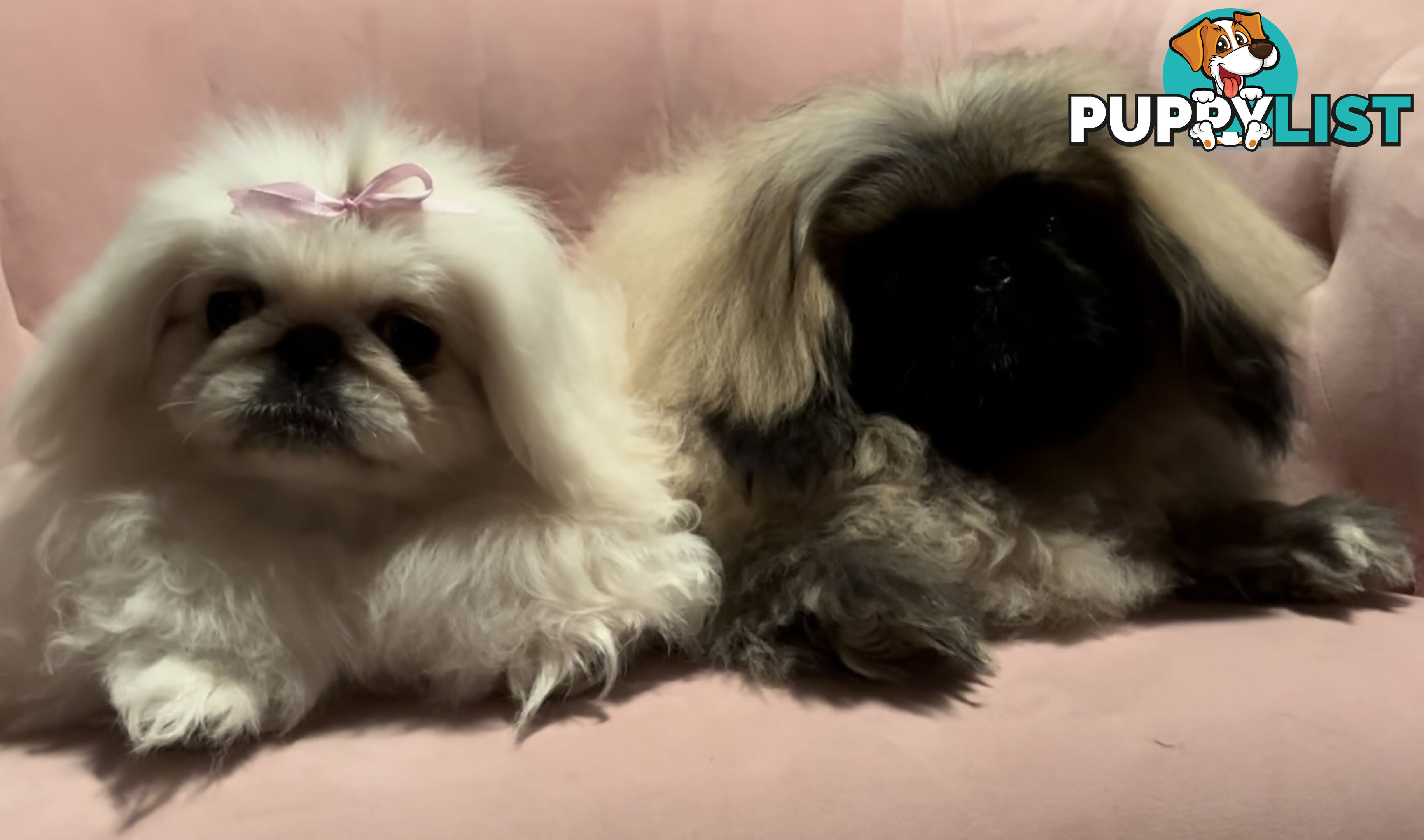 Pekingese puppies