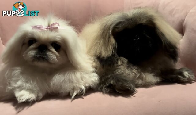 Pekingese puppies