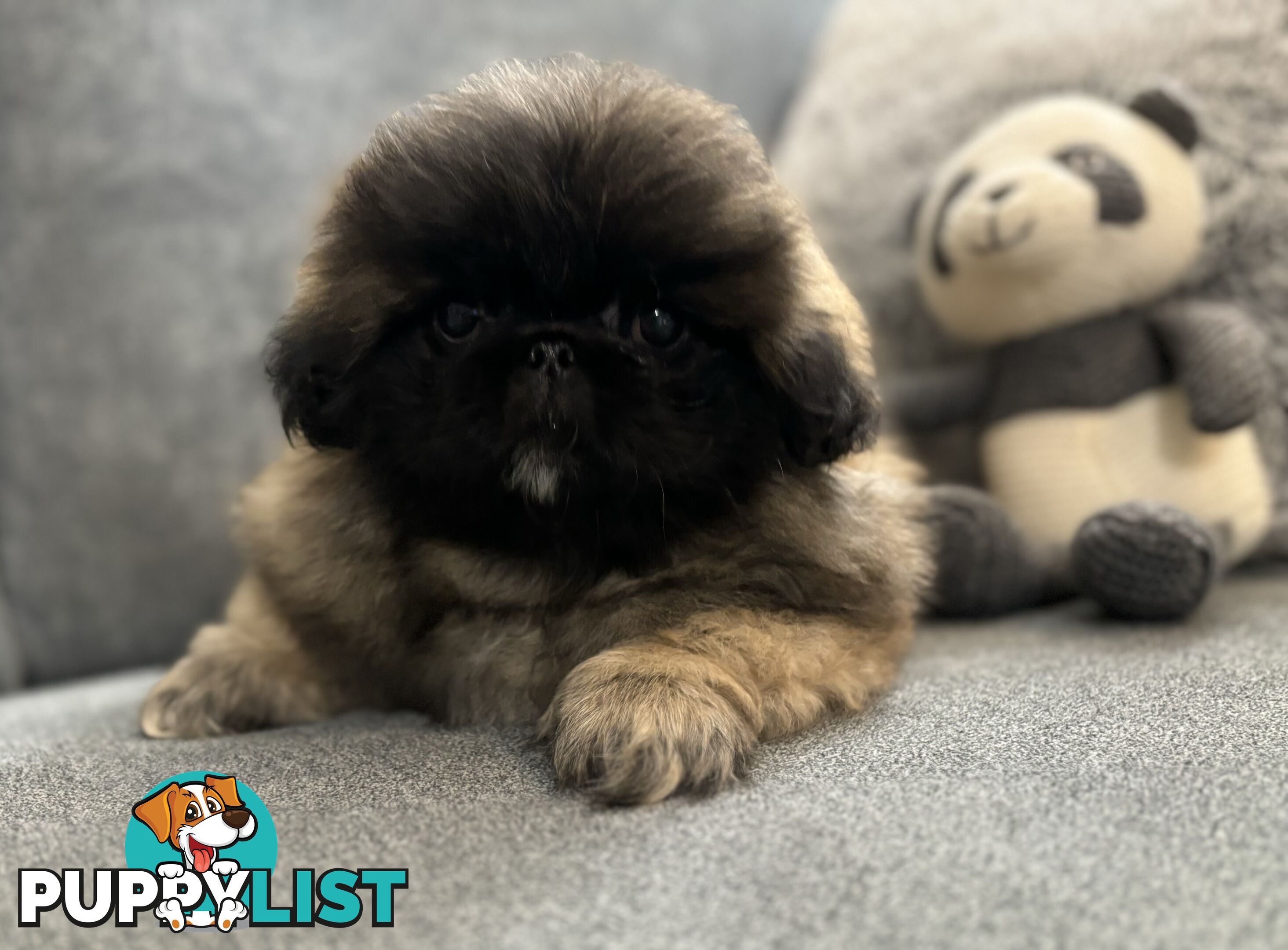 Pekingese puppies