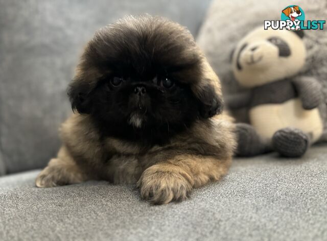 Pekingese puppies