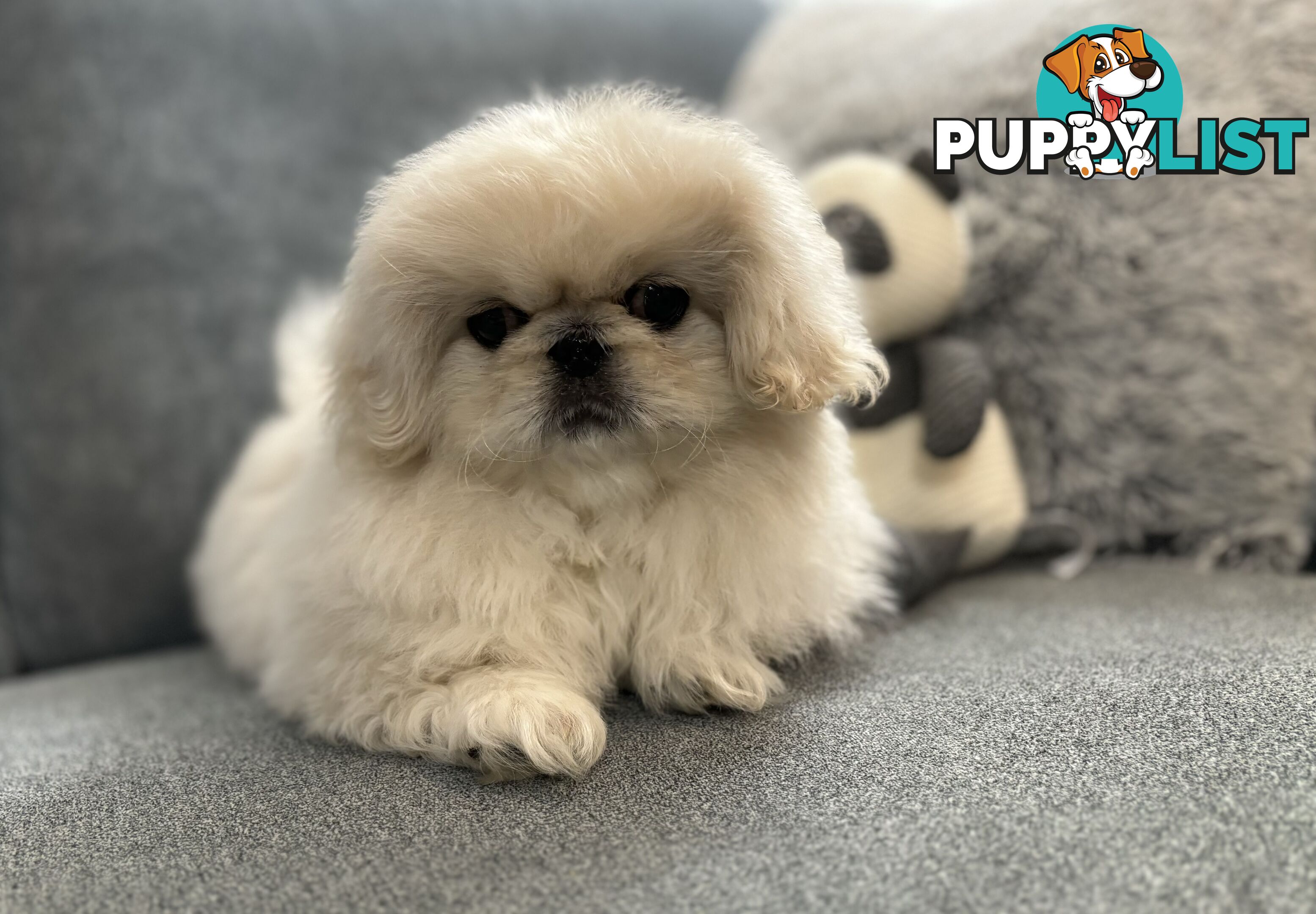 Pekingese puppies