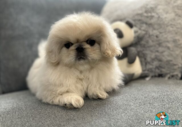 Pekingese puppies