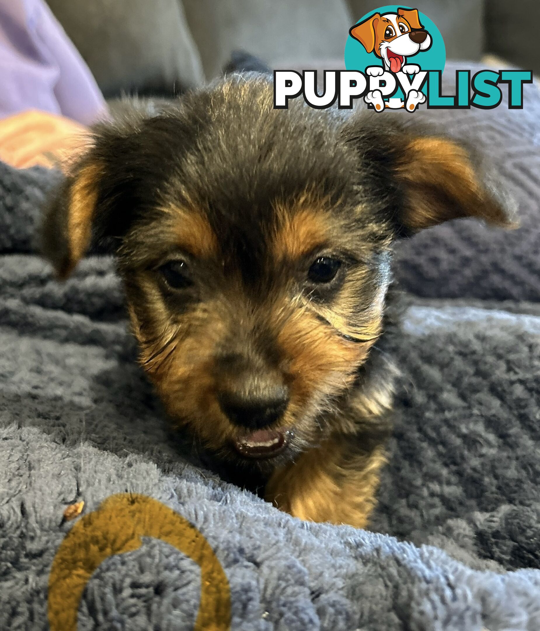 Australian terrier puppies
