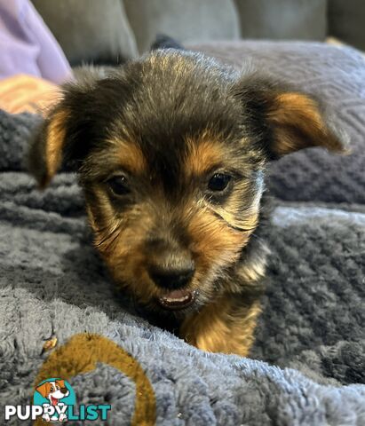 Australian terrier puppies