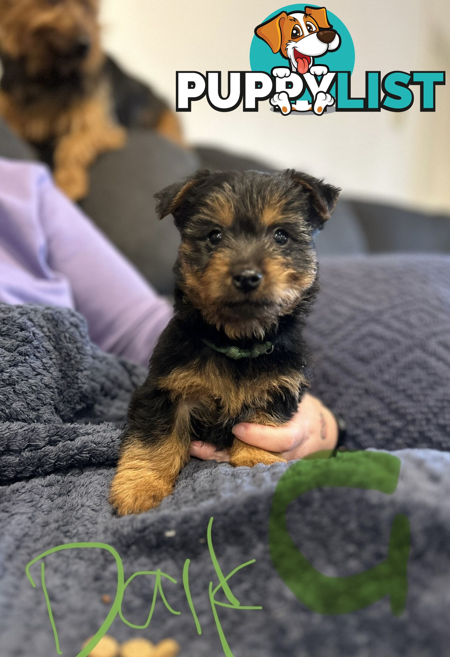 Australian terrier puppies