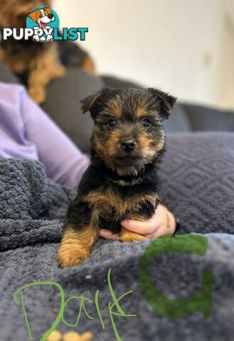 Australian terrier puppies