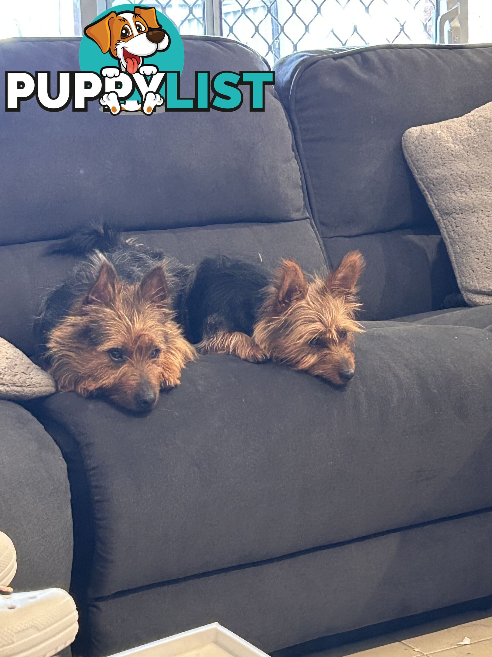 Australian terrier puppies