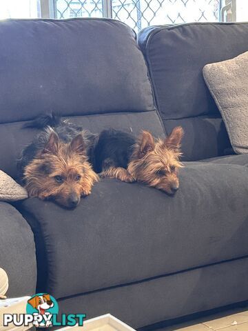 Australian terrier puppies
