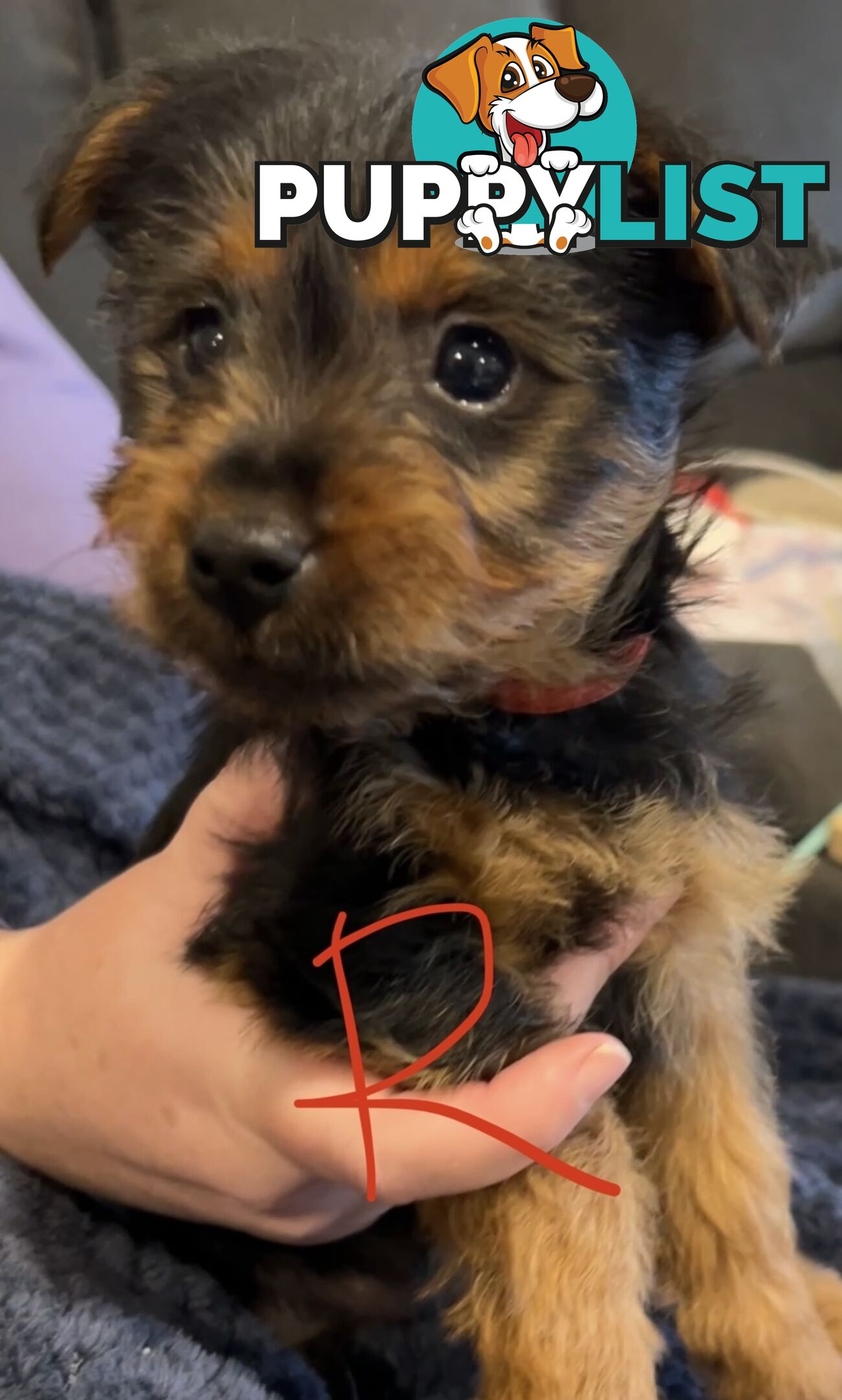 Australian terrier puppies