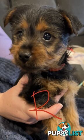 Australian terrier puppies