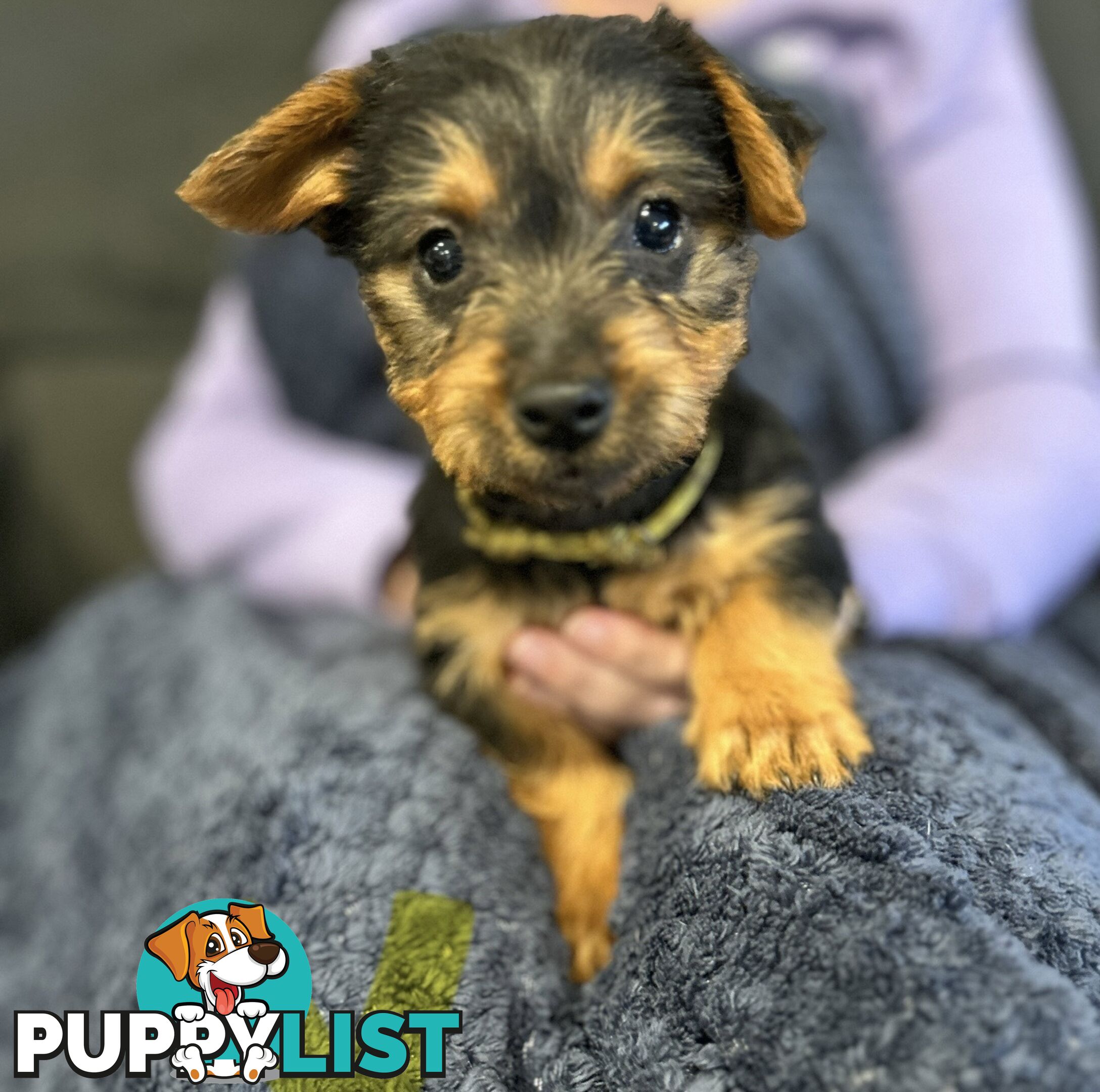 Australian terrier puppies