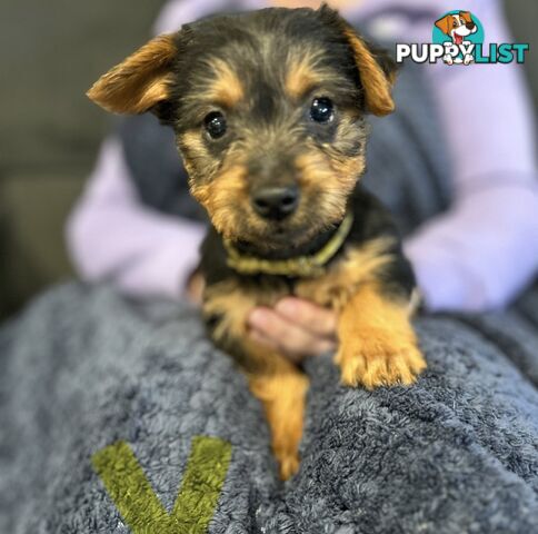 Australian terrier puppies