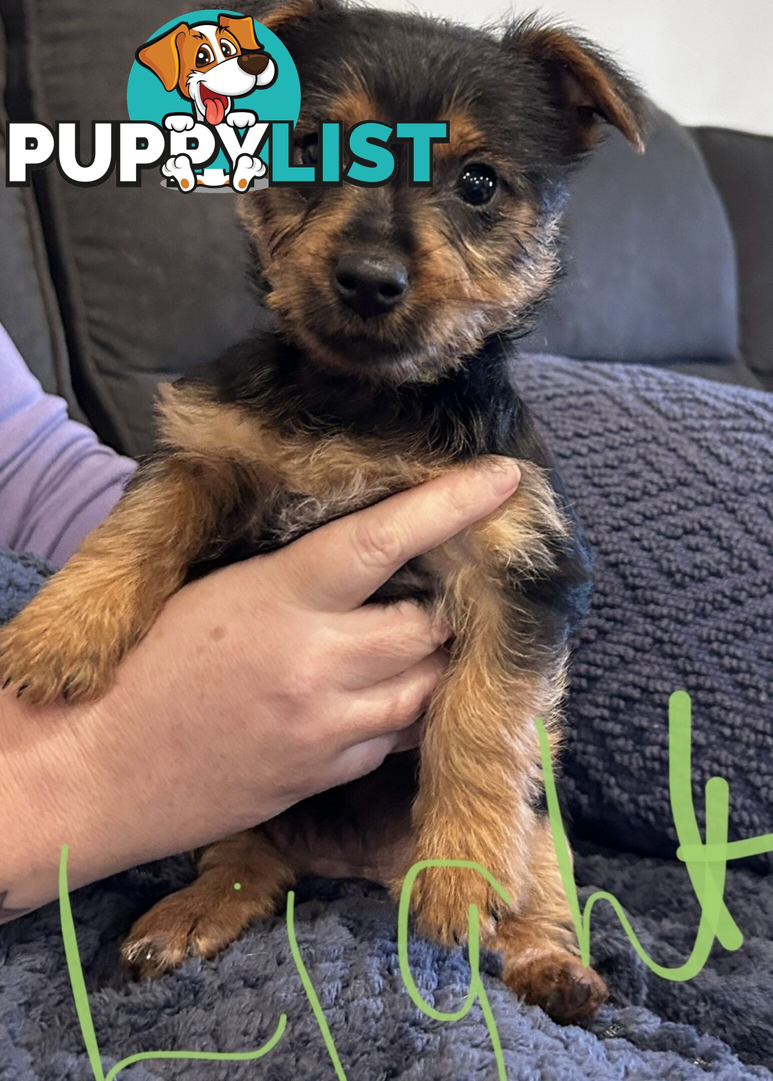 Australian terrier puppies