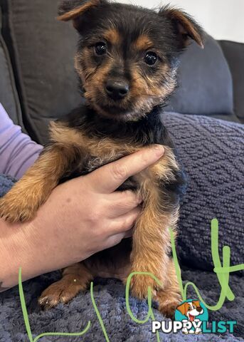 Australian terrier puppies