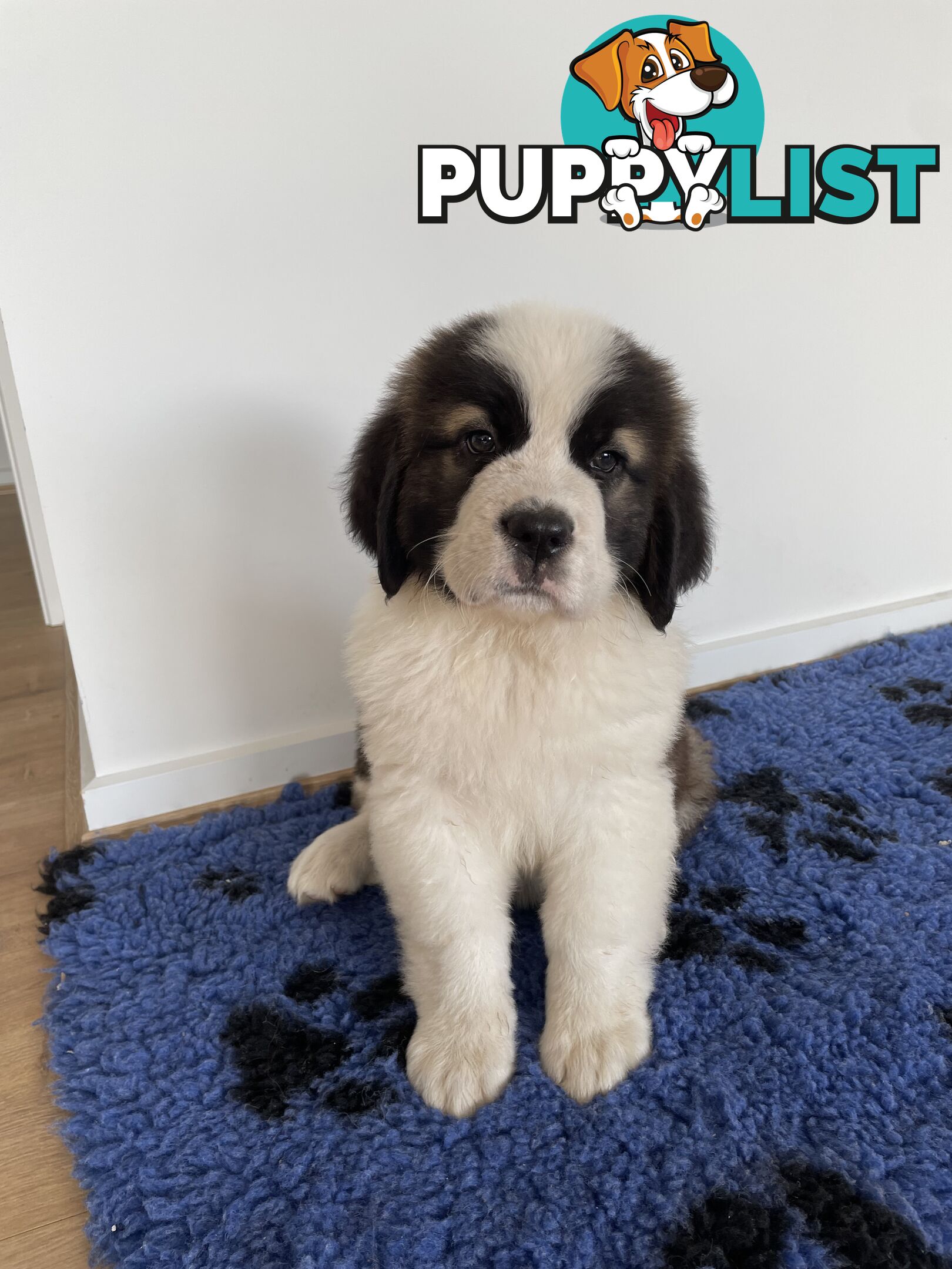 Saint Bernard puppy