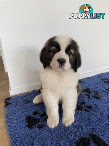 Saint Bernard puppy