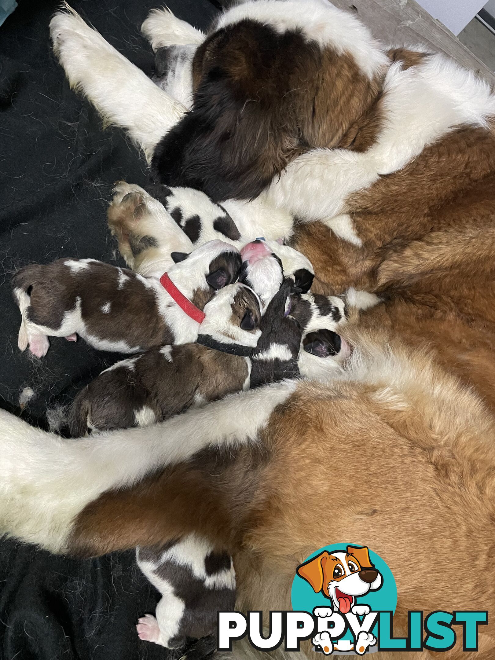 Saint Bernard puppy