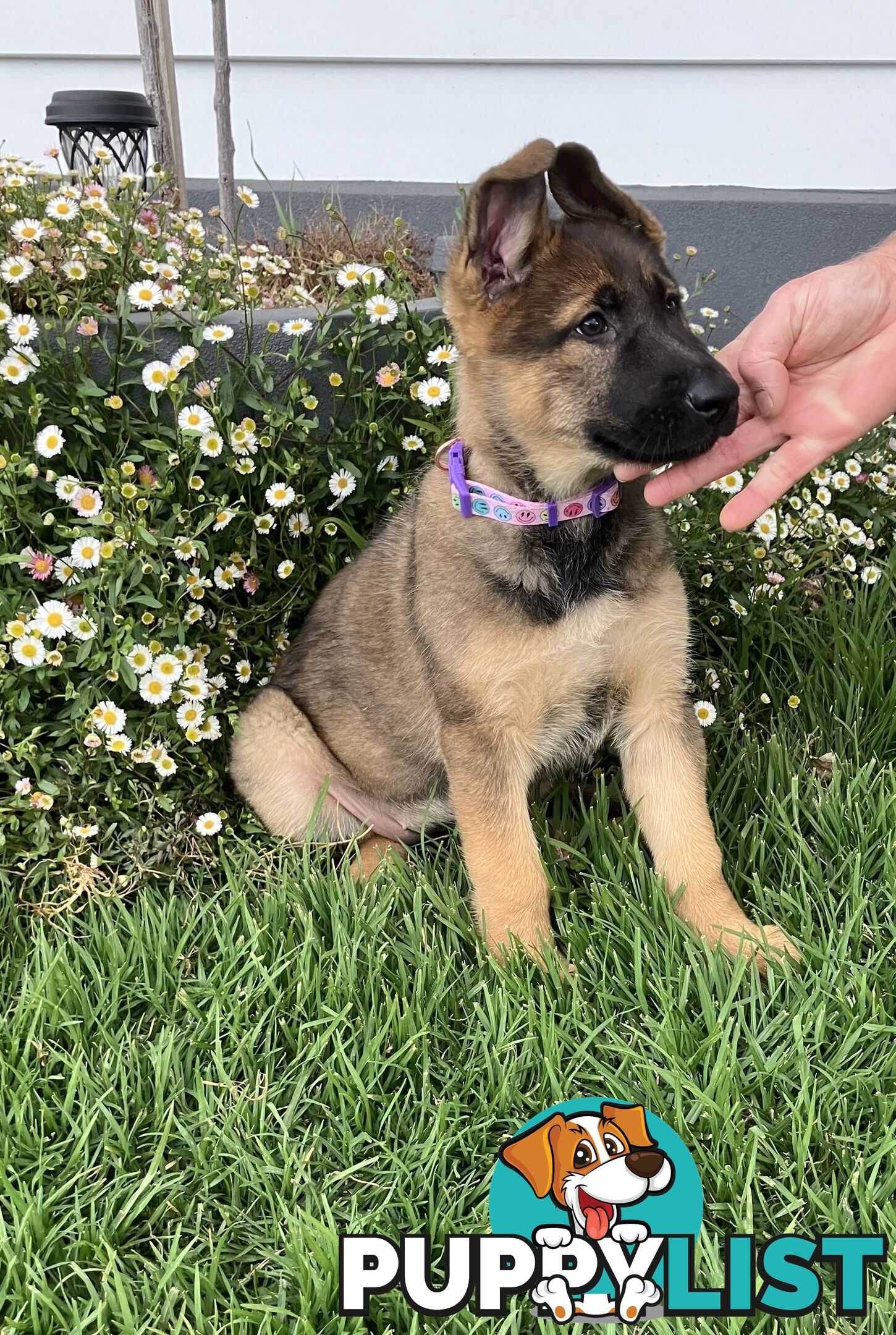 German Shepherd Puppies