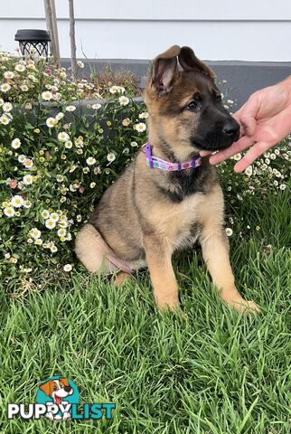 German Shepherd Puppies