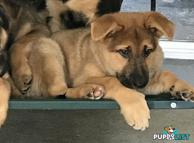 German Shepherd Puppies