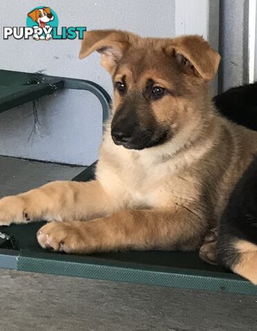 German Shepherd Puppies