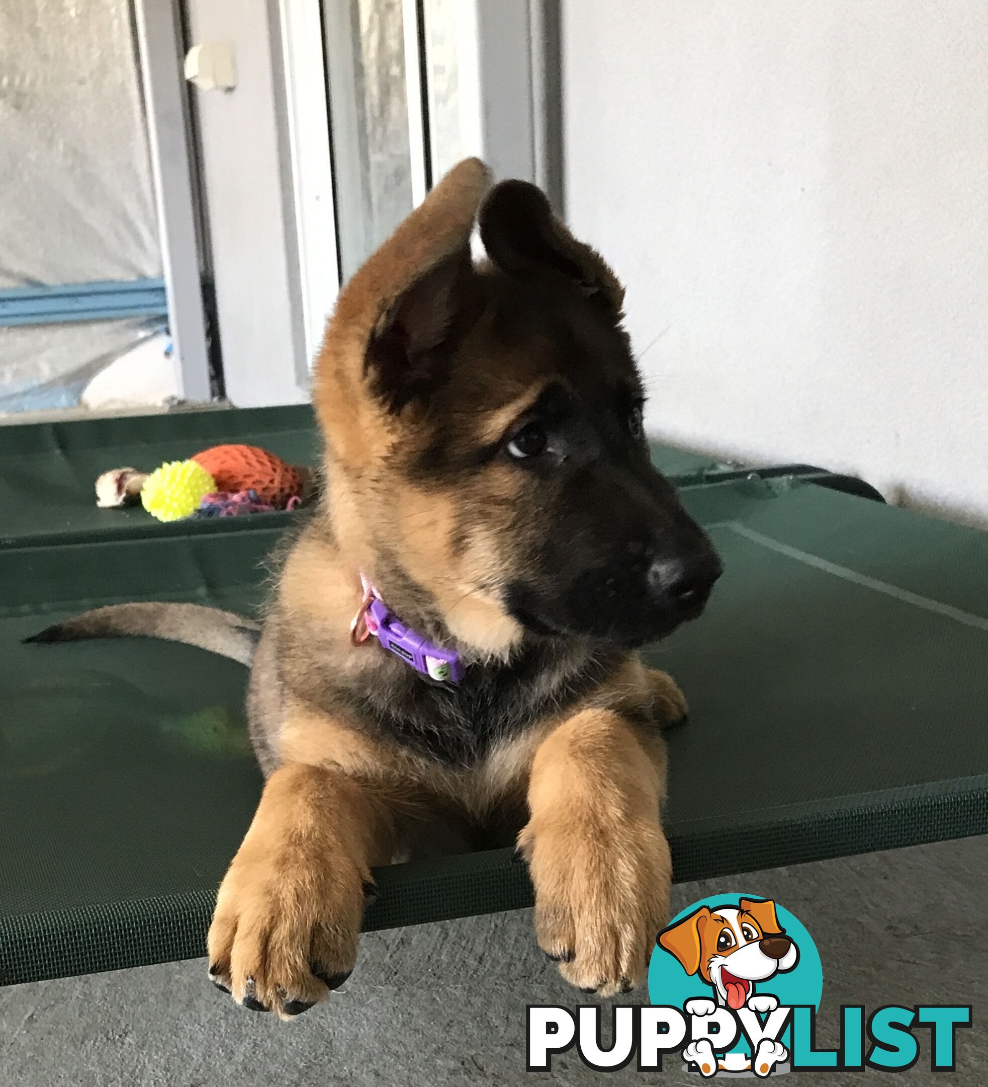 German Shepherd Puppies