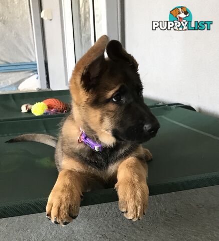 German Shepherd Puppies