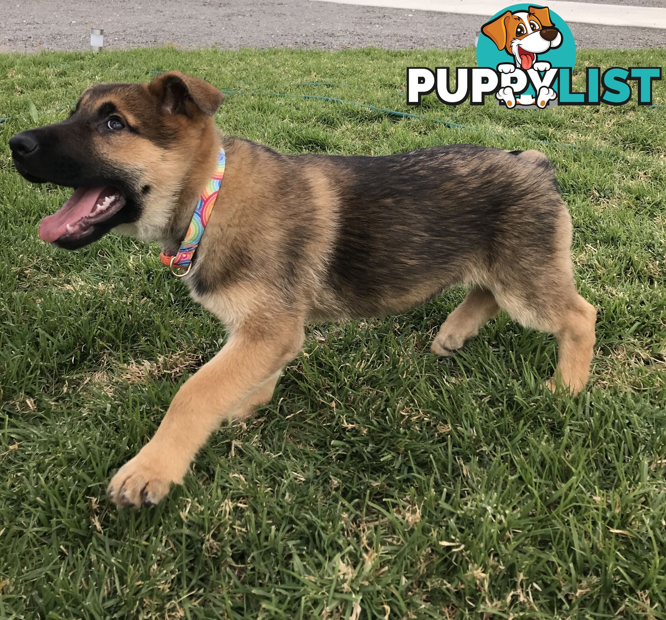 German Shepherd Puppies