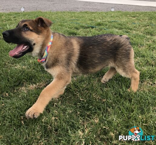 German Shepherd Puppies