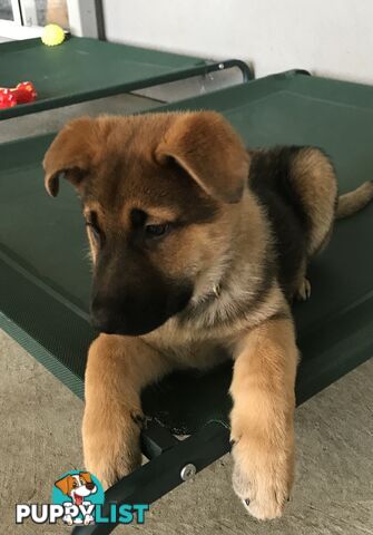 German Shepherd Puppies