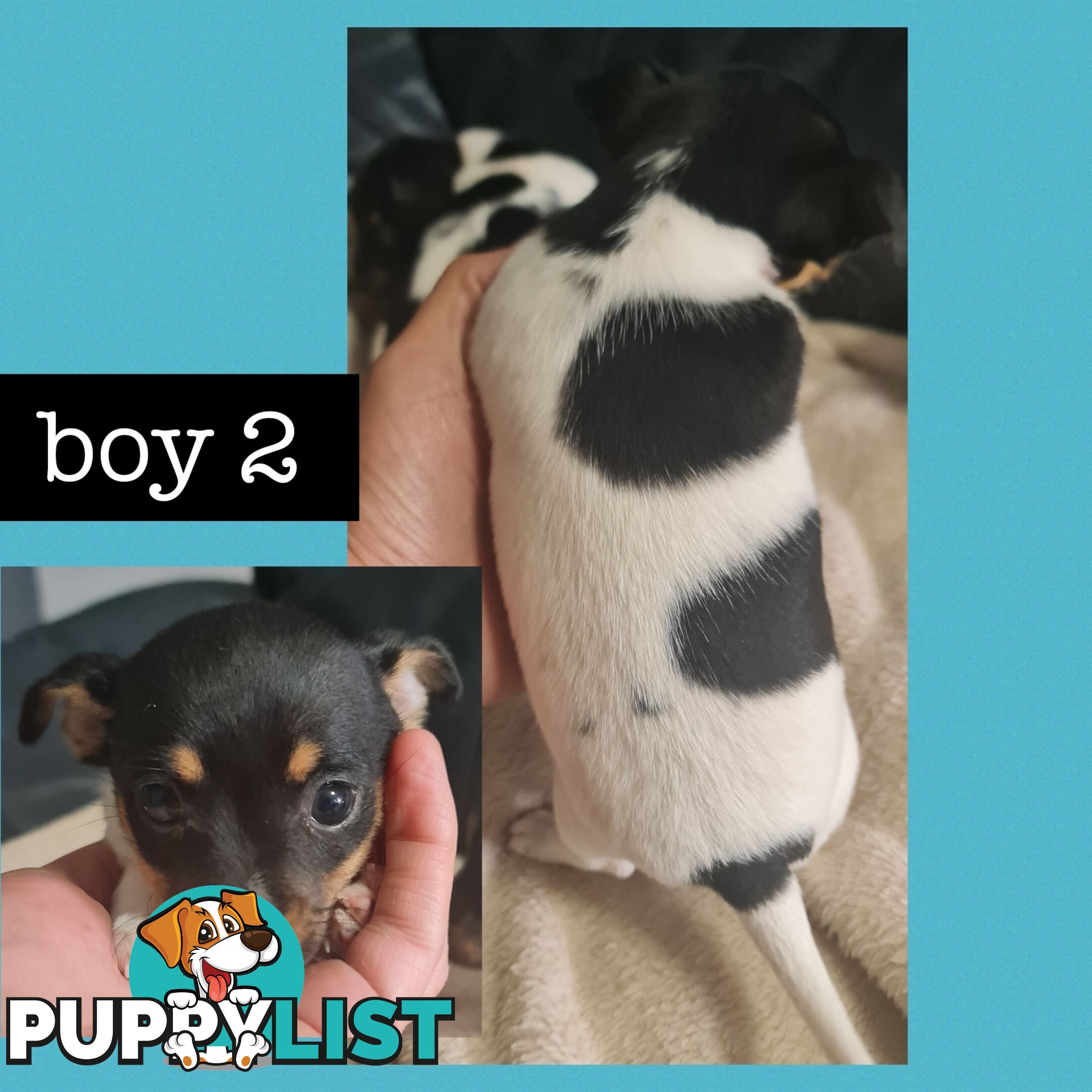 Purebred super small mini foxy puppys