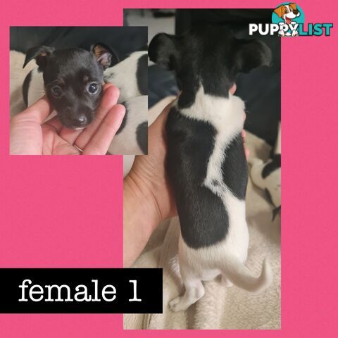 Purebred super small mini foxy puppys