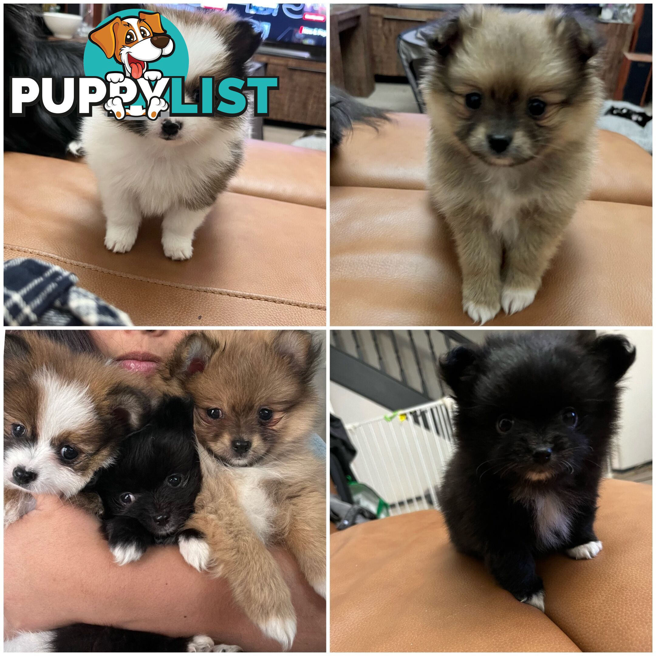 Little Pomeranian Puppies