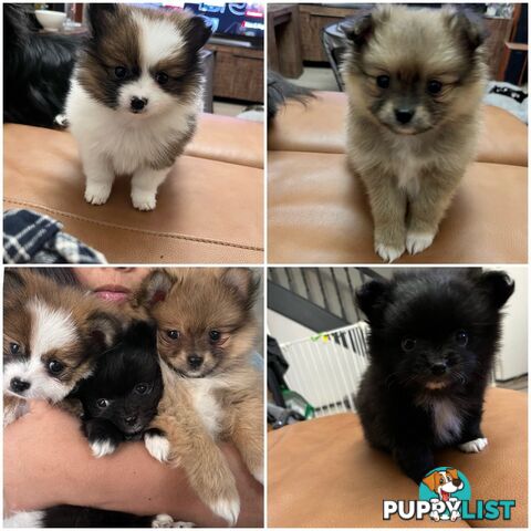 Little Pomeranian Puppies