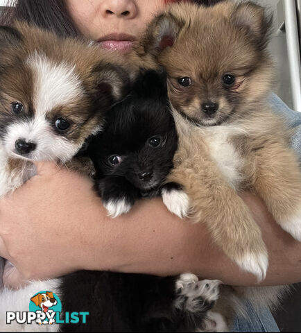 Little Pomeranian Puppies