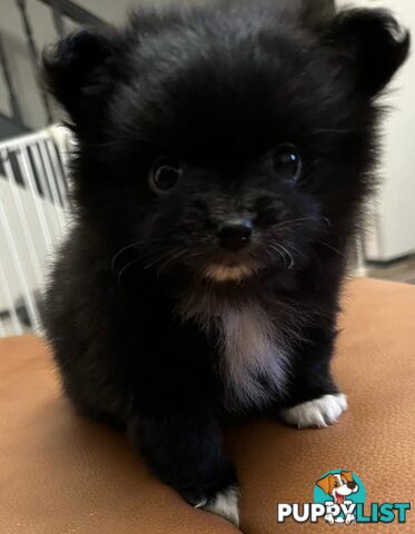 Little Pomeranian Puppies