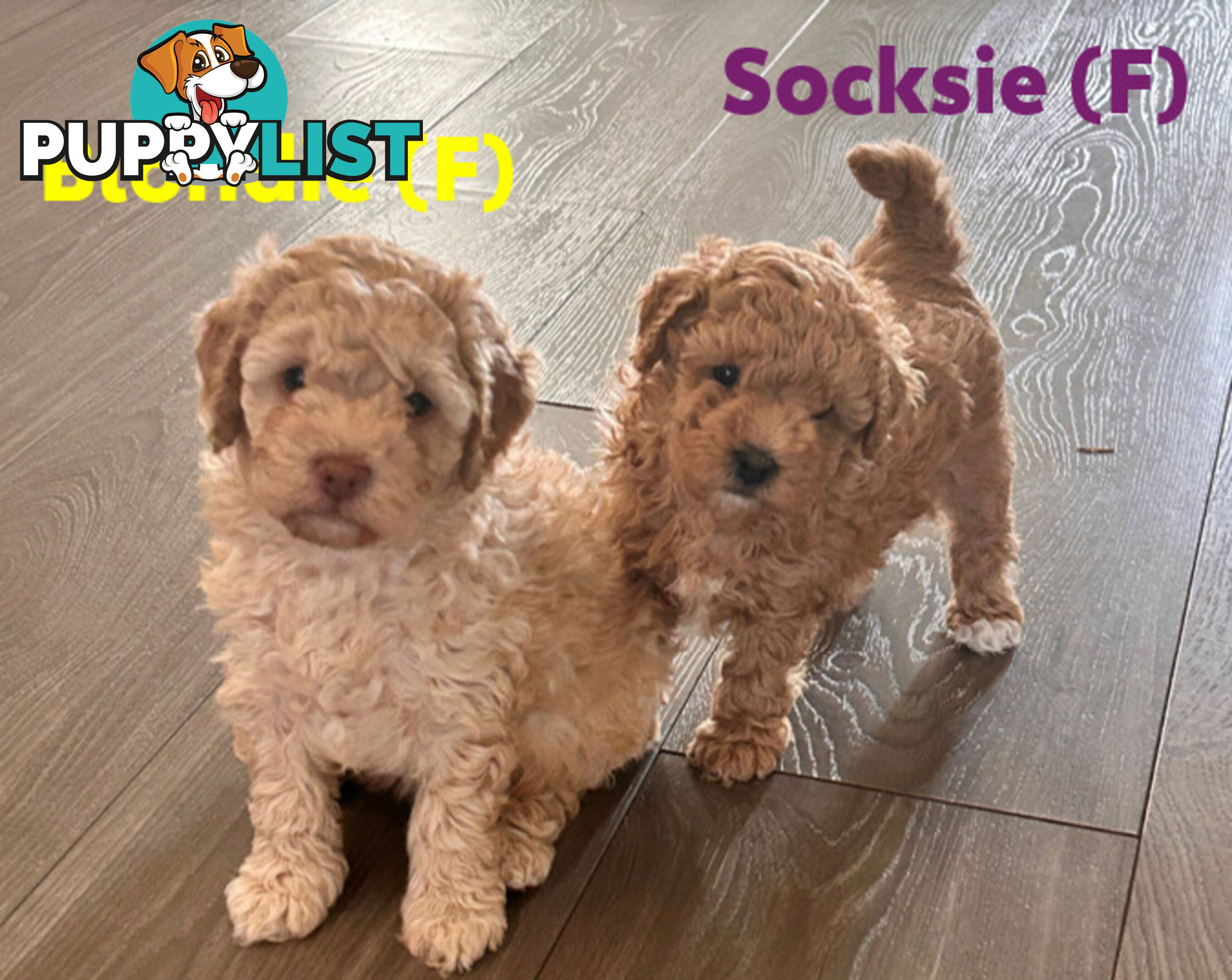 Beautiful Cavoodle Puppies Ready NOW