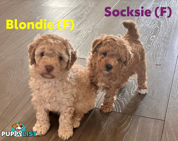 Beautiful Cavoodle Puppies Ready NOW
