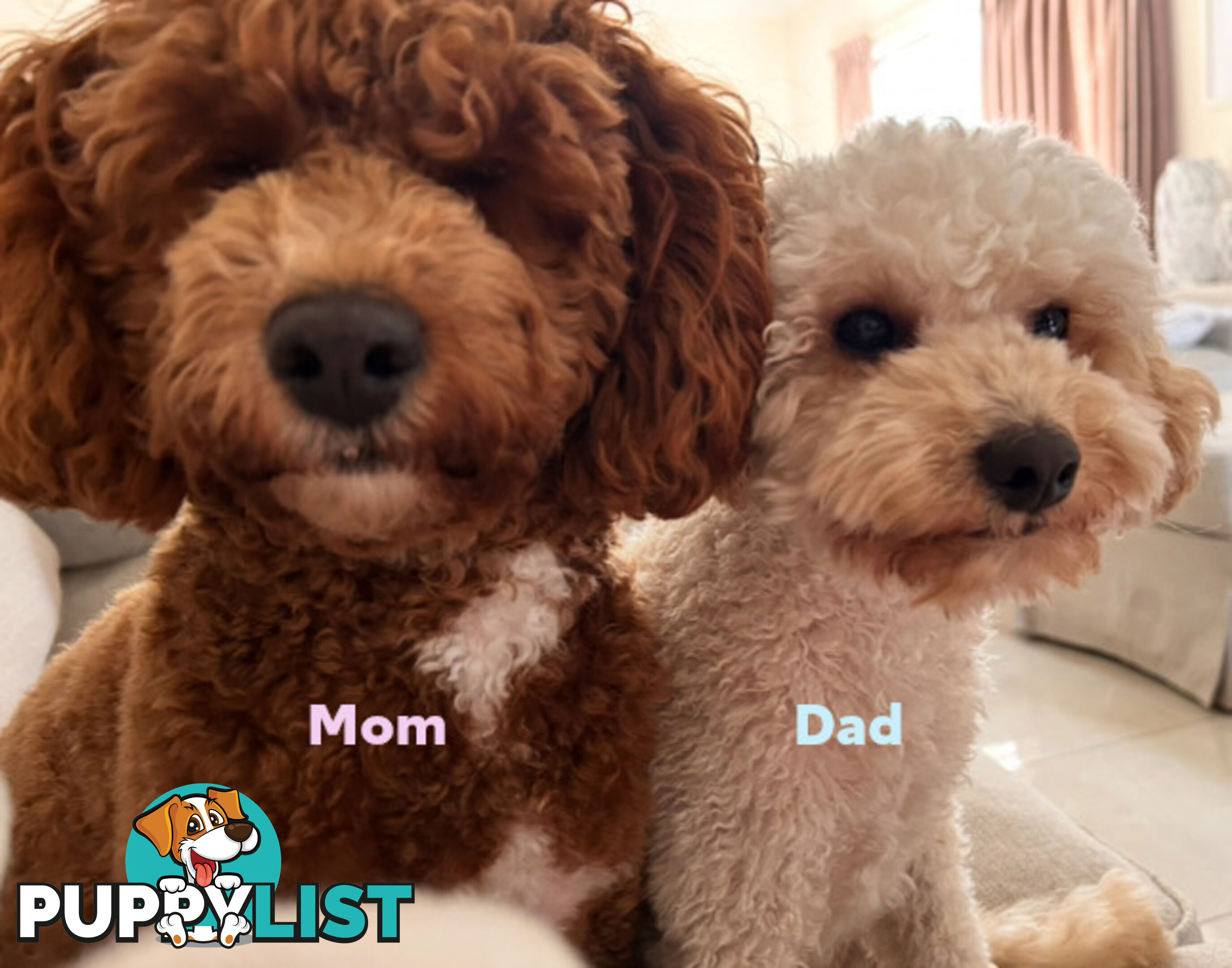 Beautiful Cavoodle Puppies Ready NOW
