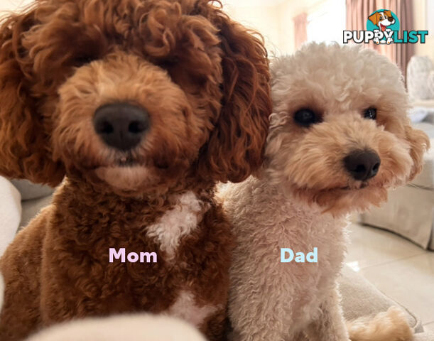Beautiful Cavoodle Puppies Ready NOW