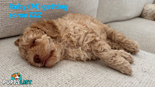 Beautiful Cavoodle Puppies Ready NOW