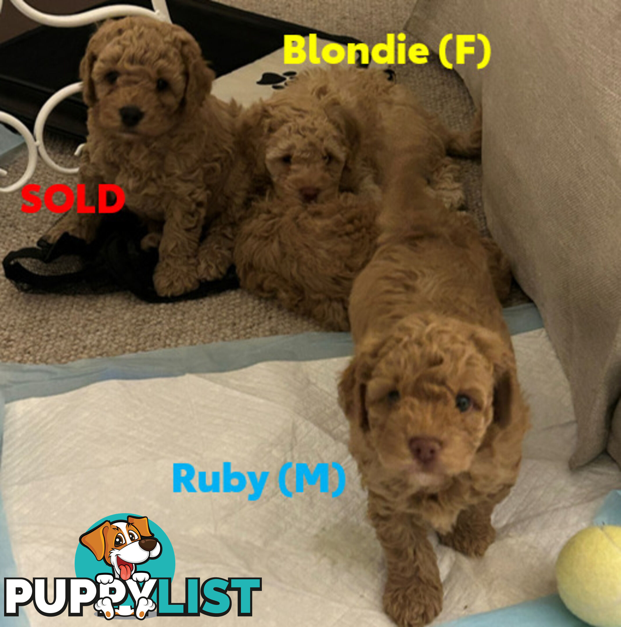 Beautiful Cavoodle Puppies Ready NOW