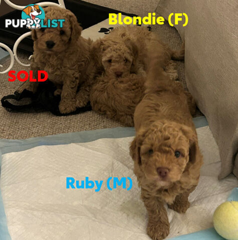 Beautiful Cavoodle Puppies Ready NOW