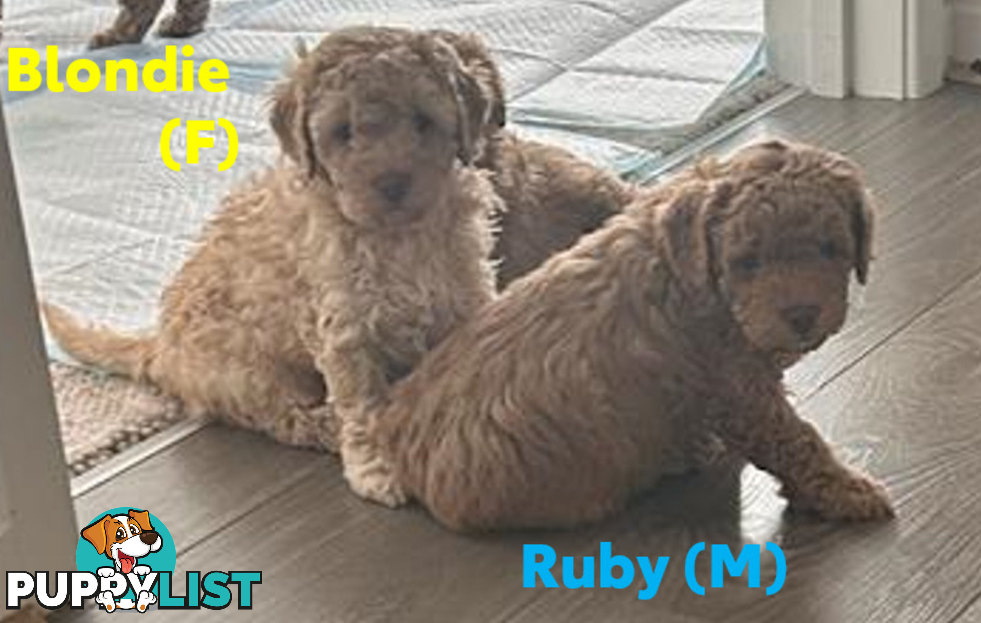 Beautiful Cavoodle Puppies Ready NOW