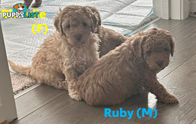 Beautiful Cavoodle Puppies Ready NOW