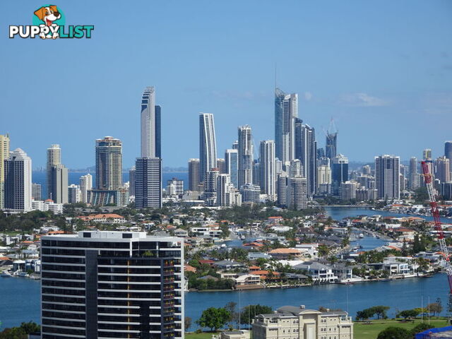 2504 'VICTORIA TOWERS' 34 SCARBOROUGH STREET SOUTHPORT QLD 4215