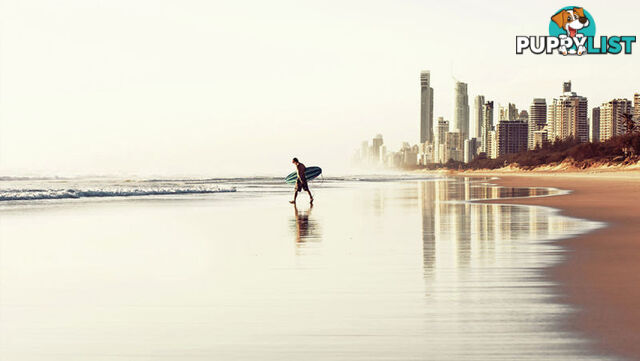 SURFERS PARADISE QLD 4217